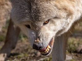 Uno de los lobos de Bad Mergentheim, en Alemania.